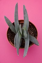 Crassula en pot dans un jardin