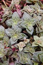 Feuillage de Crassula dans un jardin