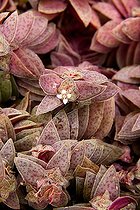 Crassula en fleur dans un jardin