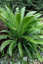 Sago palm in a garden