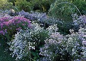 Aster 'Ochtendgloren' and Aster 'Pink Star' in a garden
