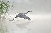 Grey Heron flying away Lake Bambois Belgium