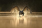 Mute Swan flying away at dawn Lake Bambois Belgium 