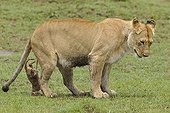 Birth of a Lion cub in Masai Mara NR Kenya ; The lioness got up, the cub remains attached by the umbilical cord 