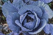 Red cabbage in a vegetable garden Alps France 
