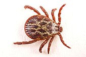 Tick Dermacentor marginatus