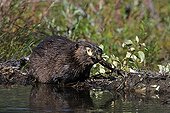 North American Beaver (Castor canadensis) building dam, Denali National Park, Alaska
