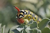Spurge Hawk-moth caterpillar (Hyles euphorbiae) on Myrtle Spurge, Creeping Spurge or Donkey Tail (Euphorbia myrsinites)