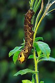 Elephant Hawk-moth caterpillar (Deilephila elpenor)