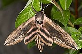 Sphinx ligustri