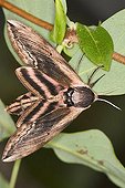 Sphinx ligustri