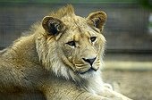 Atlas or Barbary Lion Panthera leo leo young male in captivity