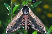 Privet Hawk-moth (Sphinx ligustri)