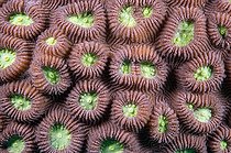 Detail of a Brain coral, Sulawesi, Indonesia 