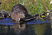 North American Beaver (Castor canadensis) building dam, Denali National Park, Alaska