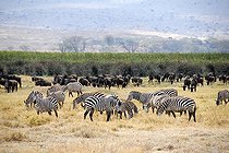 Herds of Plains Zebras (Equus quagga, formerly Equus burchelli) and Blue Wildebeests (Connochaetes taurinus) in dry grassland Ngorongoro Crater Tanzania