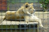 Atlas or Barbary Lion Panthera leo leo young male in captivity