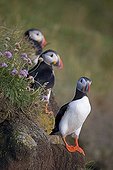 Puffins (Fratercula arctica), Látrabjarg bird cliff, West Fjords, Iceland, Europe