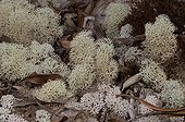 White lichen Madeleine New Caledonia