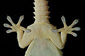 Crocodile Gecko bottom view on black background
