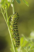 Swallowtail butterfly Caterpillar feeding on Common Rue