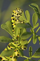 Swallowtail butterfly Caterpillar feeding on Common Rue