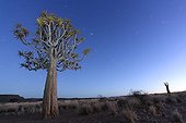 Quiver tree at night in the Namib desert in Namibia