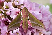 Elephant Hawk-moth (Deilephila elpenor) perched on a blossom, Schwaz, North Tirol, Austria
