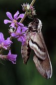 Privet Hawkmoth (Sphinx ligustri) perched on a flower, Tirol, Austria