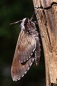 Pine Hawk-moth (Hyloicus pinastri, Sphinx pinastri), Schwaz, Tirol, Austria