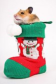 Golden hamster as an present