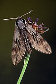 Pine Hawk-moth (Hyloicus pinastri, Sphinx pinastri), Schwaz, Tirol, Austria