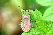 Bedbug on a leaf