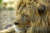 Atlas or Barbary Lion Panthera leo leo male in captivity