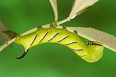Sphinx ligustri