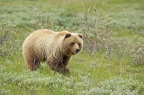 Brown bear (Ursus arctos) roaming through the tundra, Denali National Park, Alaska, USA