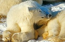 Polar bears (Ursus maritimus), family, Hudson Bay, Canada, North America