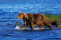 Brown bear (Ursus arctos) wading through a lake, Katmai National Park, Alaska