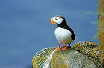 Horned Puffins (Fratercula corniculata) on a rock looking out on the sea Alaska
