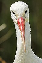 White stork (Ciconia ciconia), Zurich Zoo, Zurich, Switzerland, Europe