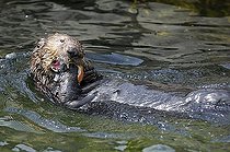 Sea Otter (Enhydra lutris) feeding on mussel, Vancouver Aquarium, Vancouver, British Columbia, Canada