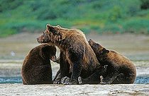 Brown bears (Ursus arctos) female with three pups on a beach, Katmai N.P., Alaska