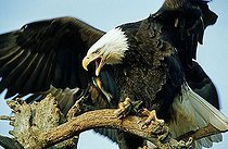 Bald Eagle (Haliaeetus leucocephalus) calling Alaska