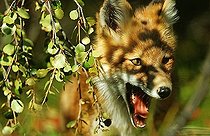 Fox (Vulpes vulpes) portrait, Denali N.P., Alaska