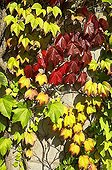 Cement wall with wild vines growing near Dorfen Upper Bavaria Germany