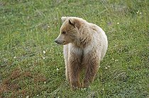 Brown Bear (Ursus arctos), Denali National Park, Alaska, USA