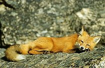 Fox (Vulpes vulpes) resting, Denali N.P., Alaska
