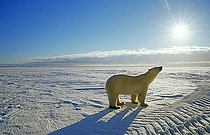 Polar bear (Ursus maritimus), Hudson Bay, Canada, North America