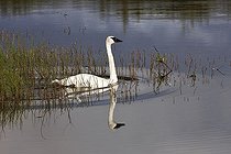 Trumpeter Swan (Cygnus buccinator), swimming in a beaver pond, looking for food, Denali National Park, Alaska