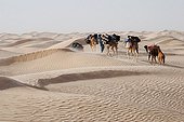 Caravan of Camels in the Tunisian desert